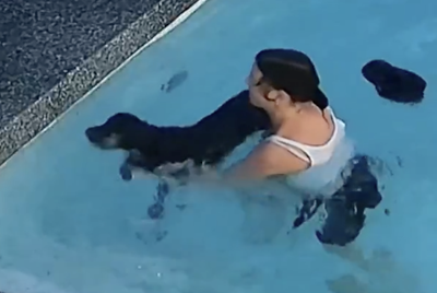 Dog Falls Into Pool TWICE