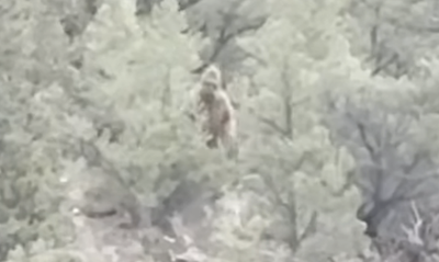 Bigfoot Or Not?