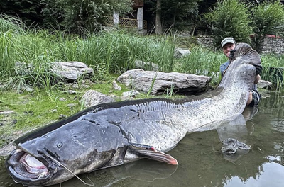 Giant Catfish Caught!