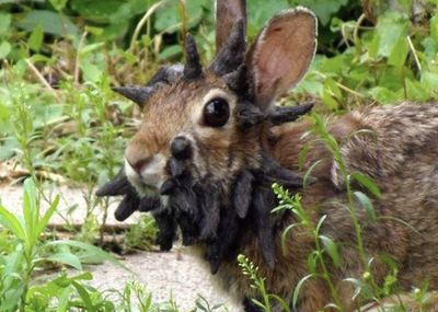 Rabbits With Horns