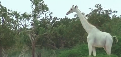 Albino Giraffes