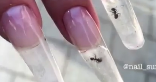 Ant Nails