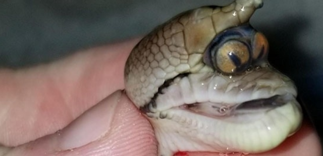 Weird Baby Snake