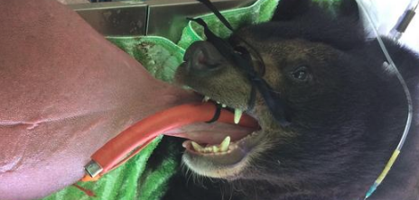 Giant Bear Tongue