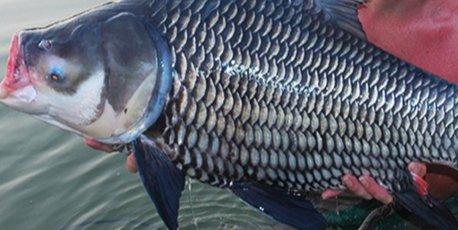 Fish Caught With Ashes