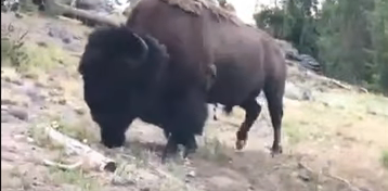 Girl Charged By Bison