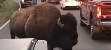 Man Taunts Bison