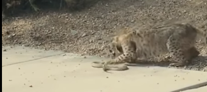 Bobcat vs Snake