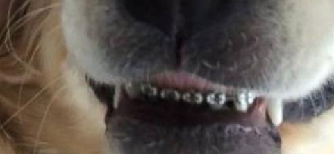 Puppy Braces!