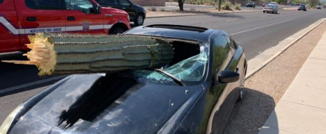 Cactus in Windshield