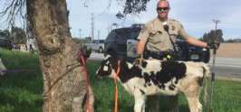 Cows Crammed in Car