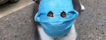 Cats in Masks