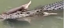 Croc Returns With Swimmer