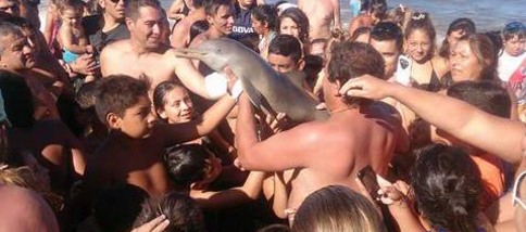 Selfies Kill Dolphin