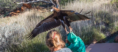 Eagle Grabs Child