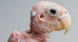 Featherless Bird