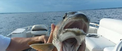 Trout With Two Mouths