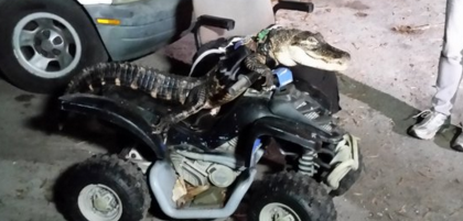 Pet Gator Rides ATV