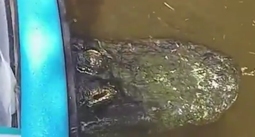 Gator Surprise!