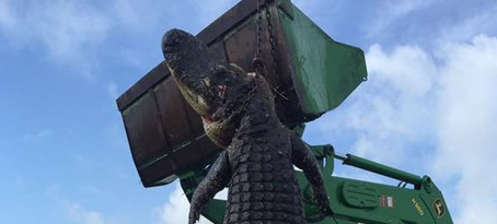 Giant Gator Killed