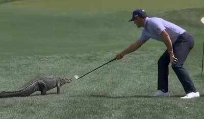 Gator On Golf Course!