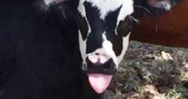 Gene Simmons Cow