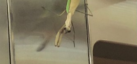 Gigantic Praying Mantis