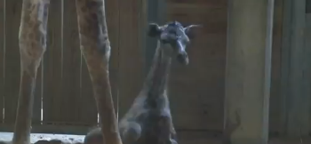 Baby Giraffe Tumble