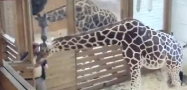 Giraffe Kicks Vet In the Nuts