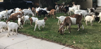 Goat Invasion