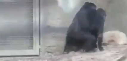 Gorillas Humping