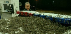 Mayflies Take Over Bridge