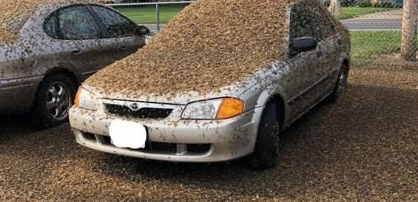 Swarm of Mayflies