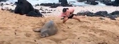 Slapping a Monk Seal