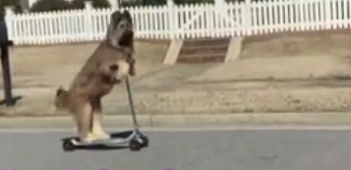 Norman the Scooter Dog