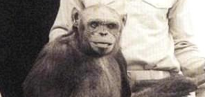 Humanzee