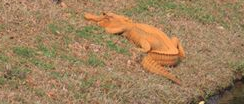 Orange Gator