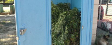 Porta-Potty Filled w/ Weed