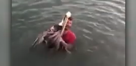 Man Tackles Pelican