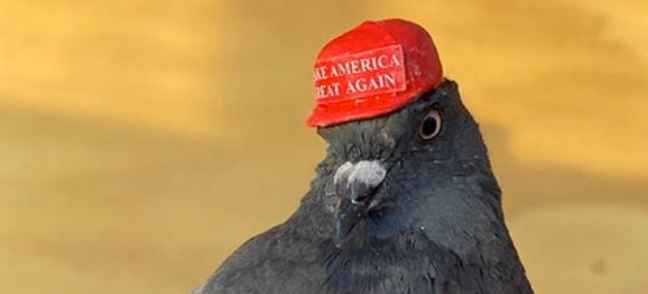 Pigeon MAGA Hat