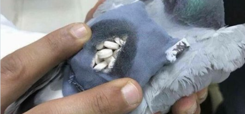 Pigeons Smuggling Ecstasy