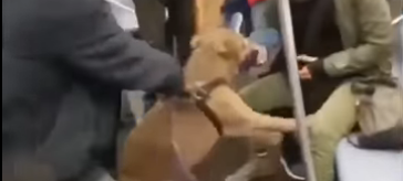 Subway Pit Bull Attack