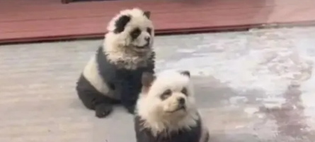Dogs Dyed To Lok Like Pandas