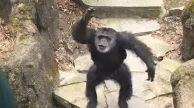 Monkey Throws Poo At Grandma