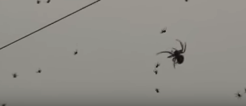 "Raining" Spiders