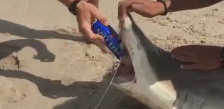 Live Shark Shotgun