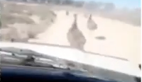 Guy Mows Down Emus