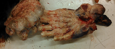 Skinned Bear Foot