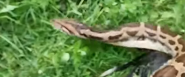 Python Regurgitates Dog