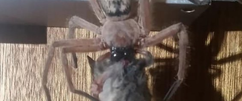 Spider Eats Possum